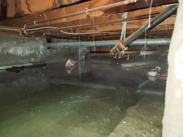 Best Water damage restoration specialists  in The Plains, OH
