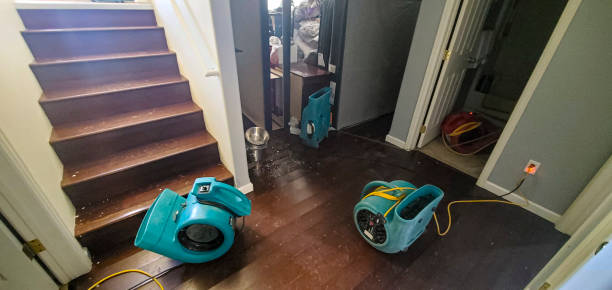 Best Mold removal after water damage  in The Plains, OH